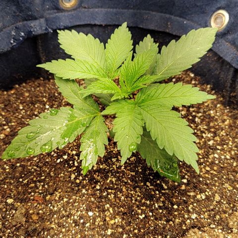 Tangie #2 growlog timeline photo