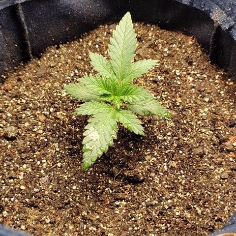 Tangie #1 growlog timeline photo