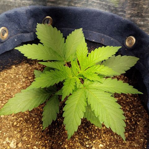 Tangie #2 growlog timeline photo