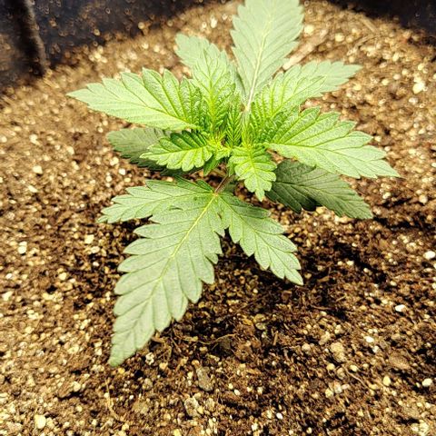 Tangie #1 growlog timeline photo