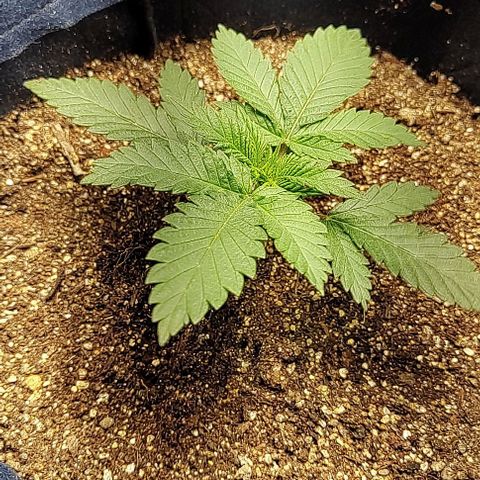 Tangie #1 growlog timeline photo