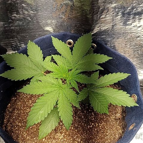 Tangie #2 growlog timeline photo