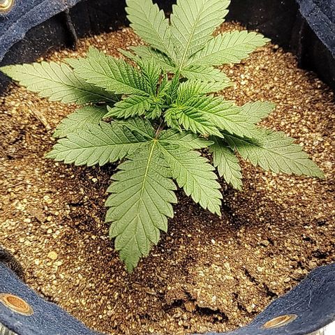 Tangie #1 growlog timeline photo