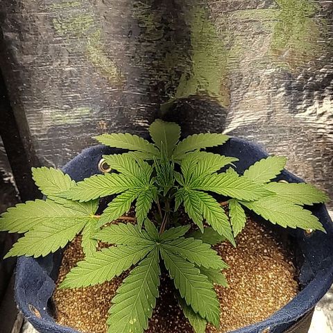 Tangie #2 growlog timeline photo