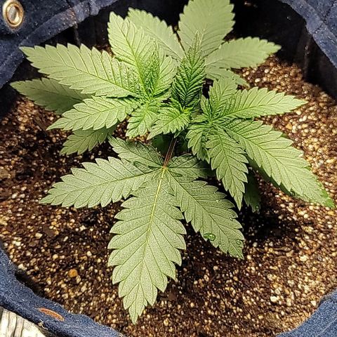 Tangie #1 growlog timeline photo