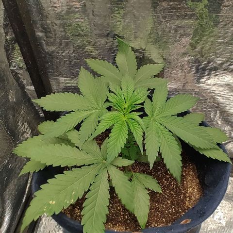 Tangie #2 growlog timeline photo