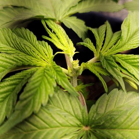 Tangie #2 growlog photo: Poda