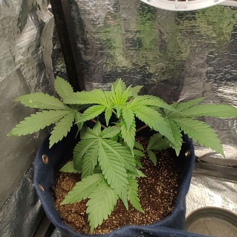 Tangie #2 growlog timeline photo