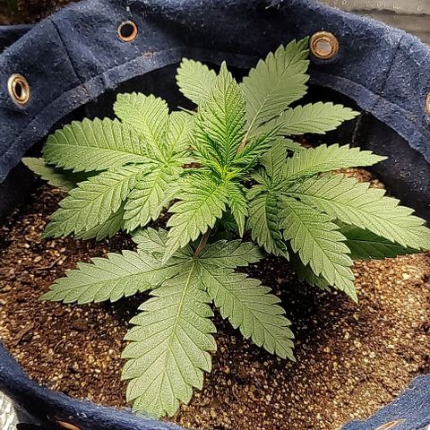 Tangie #1 growlog timeline photo