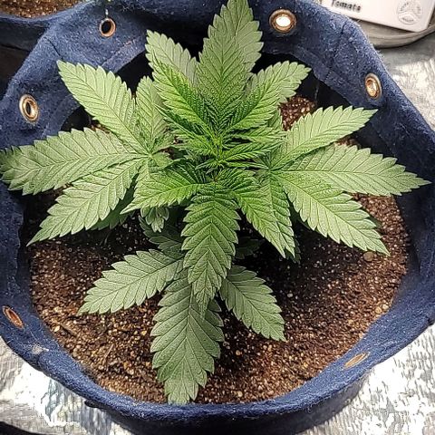 Tangie #1 growlog timeline photo