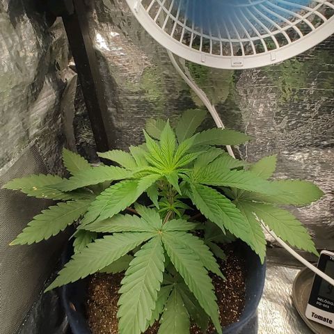Tangie #2 growlog timeline photo