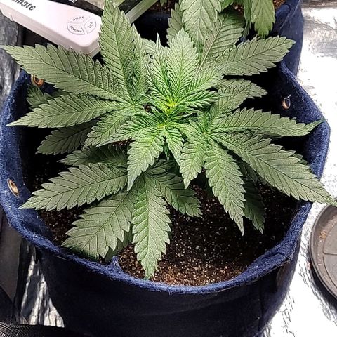 Tangie #1 growlog timeline photo