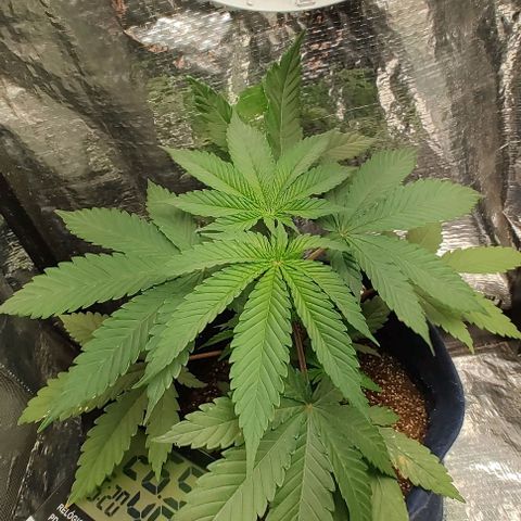 Tangie #2 growlog timeline photo