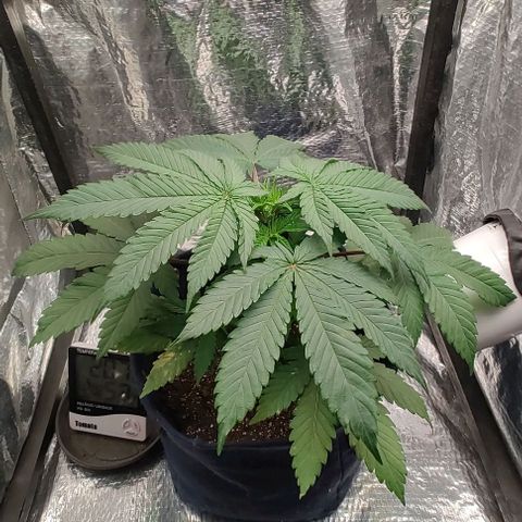 Tangie #2 growlog timeline photo
