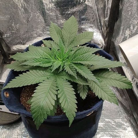 Tangie #1 growlog timeline photo