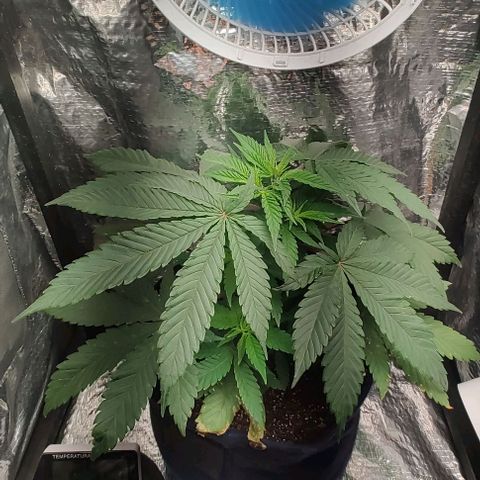 Tangie #2 growlog timeline photo
