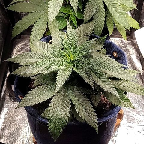 Tangie #1 growlog timeline photo