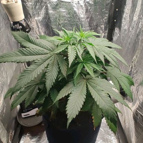 Tangie #2 growlog timeline photo