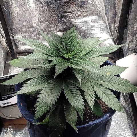 Tangie #1 growlog timeline photo