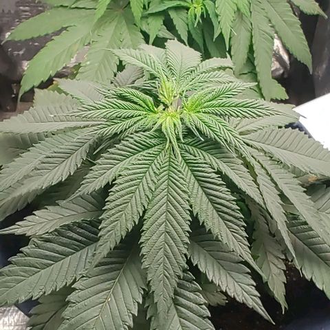 Tangie #1 growlog photo: Poda