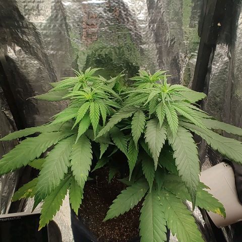 Tangie #2 growlog timeline photo