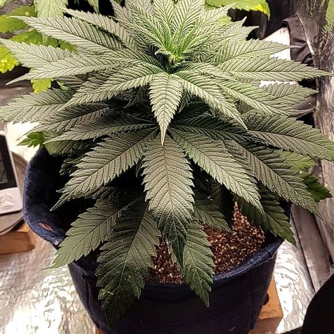 Tangie #1 growlog timeline photo