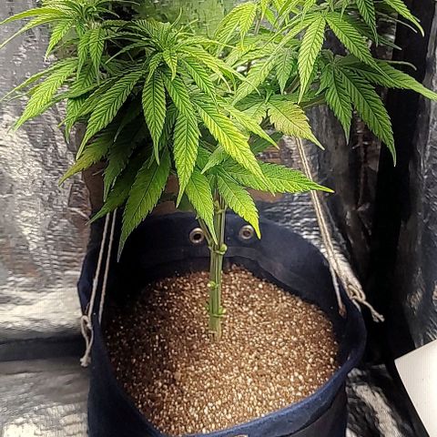 Tangie #2 growlog photo: Mais uma desfolhacao removendo as folhas mais afetadas.