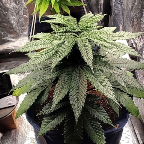Tangie #1 growlog photo: Remoção dos galhos que não pegam luz e também que estão afetados.