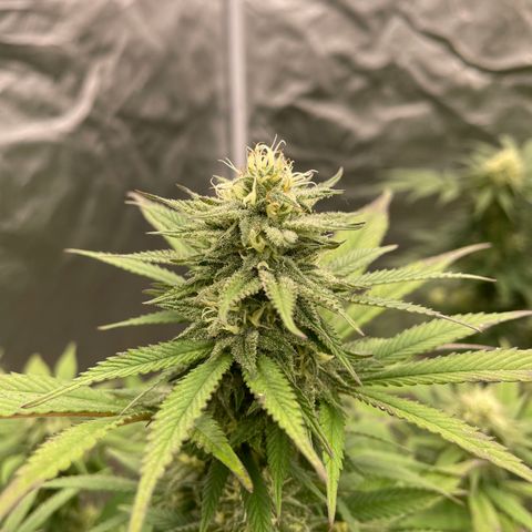 RHC growlog timeline photo