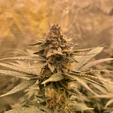 MDC growlog timeline photo