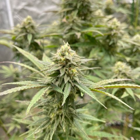 GDP  growlog timeline photo