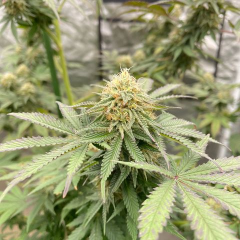 RHC growlog timeline photo
