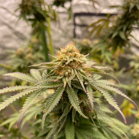 GDP  growlog timeline photo