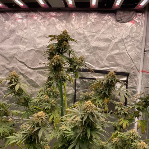 GDP  growlog timeline photo