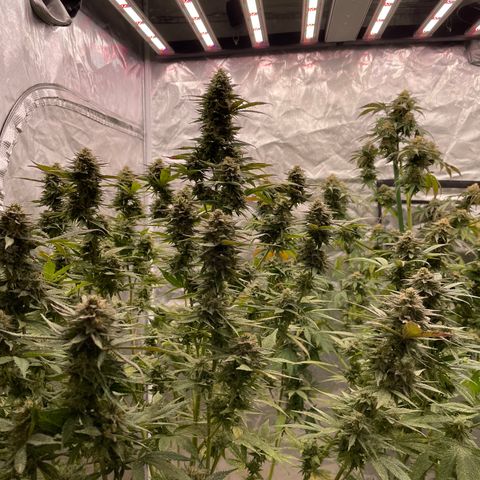 RHC growlog timeline photo