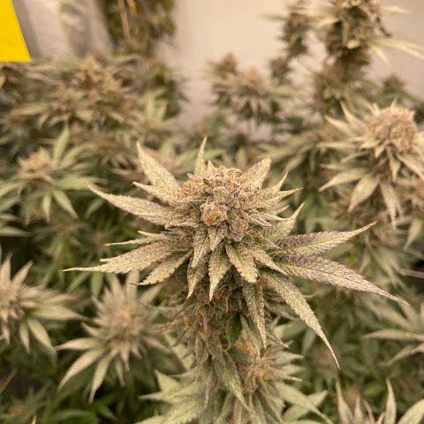 MDC growlog timeline photo