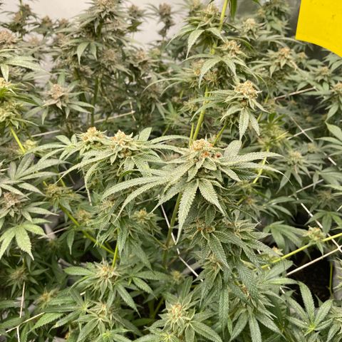 BSM growlog timeline photo