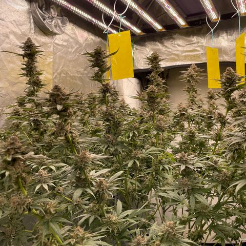 MDC growlog timeline photo