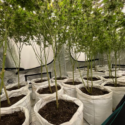 MDC growlog timeline photo