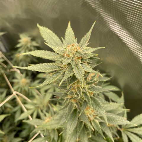 SPK growlog timeline photo