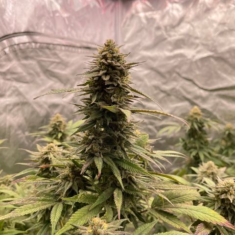 RHC growlog timeline photo
