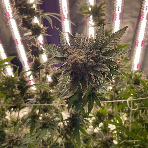 MDC growlog timeline photo