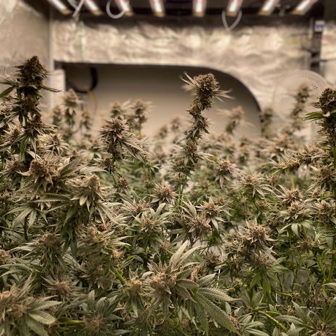 MDC growlog timeline photo