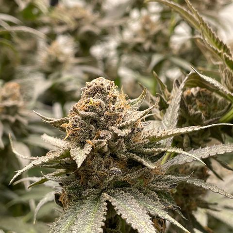 MDC growlog timeline photo