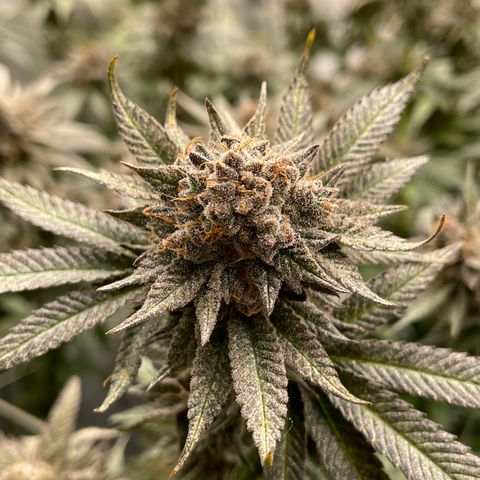 MDC growlog timeline photo