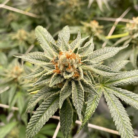 SPK growlog timeline photo