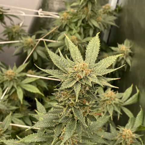 SPK growlog timeline photo