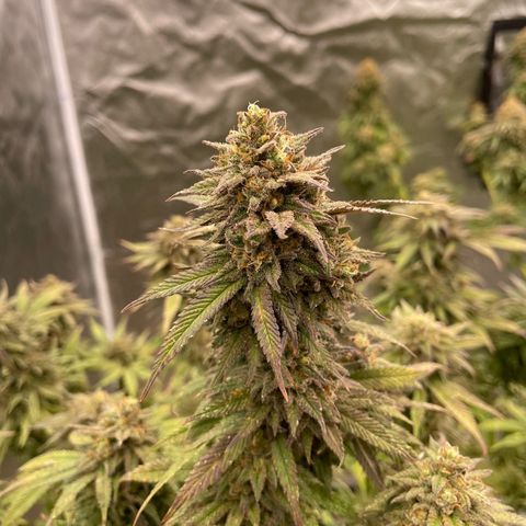 GDP  growlog timeline photo