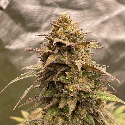 GDP  growlog timeline photo