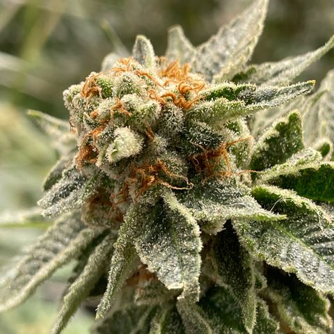 BSM growlog timeline photo